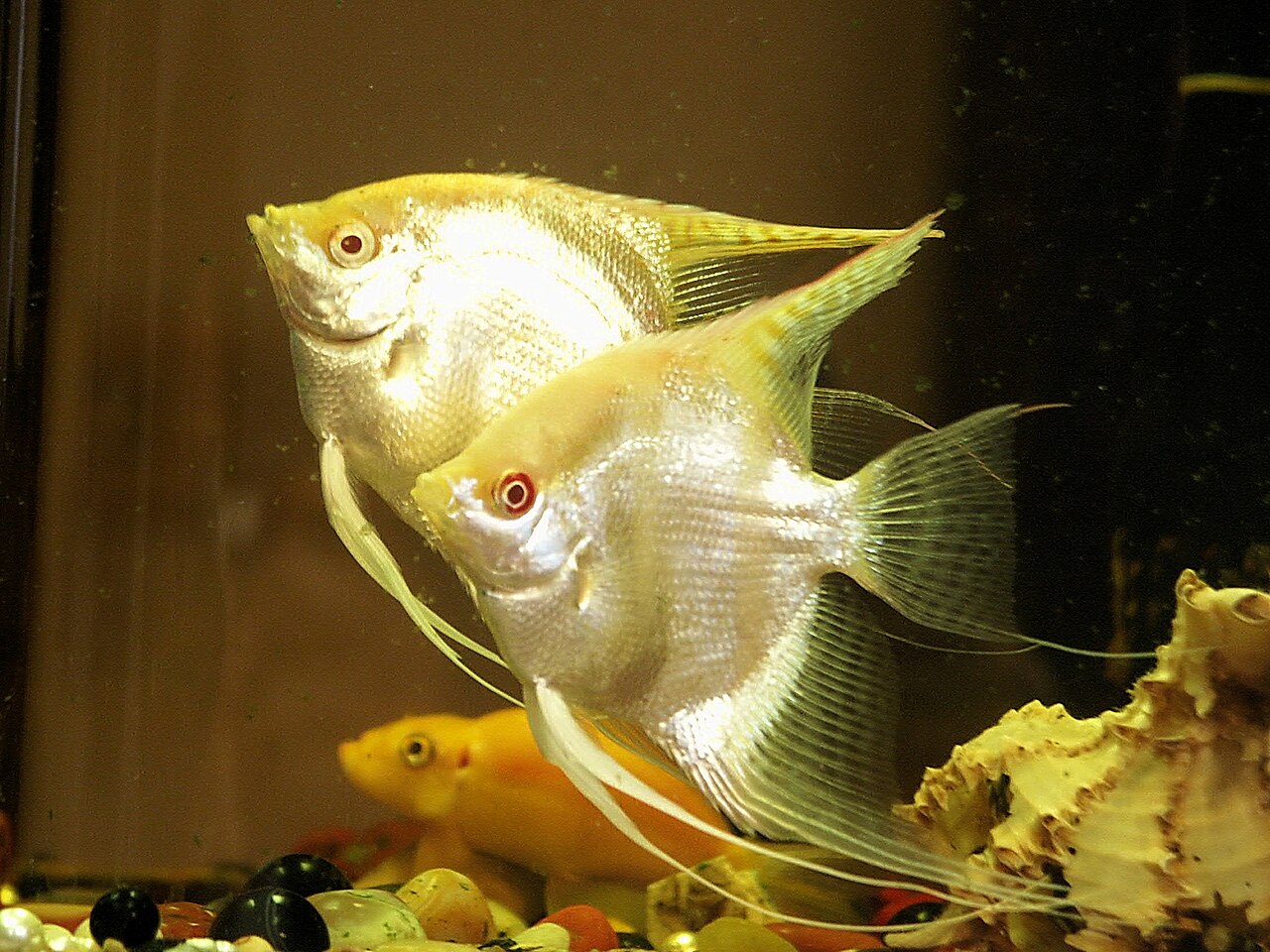 Albino — angelfish variety