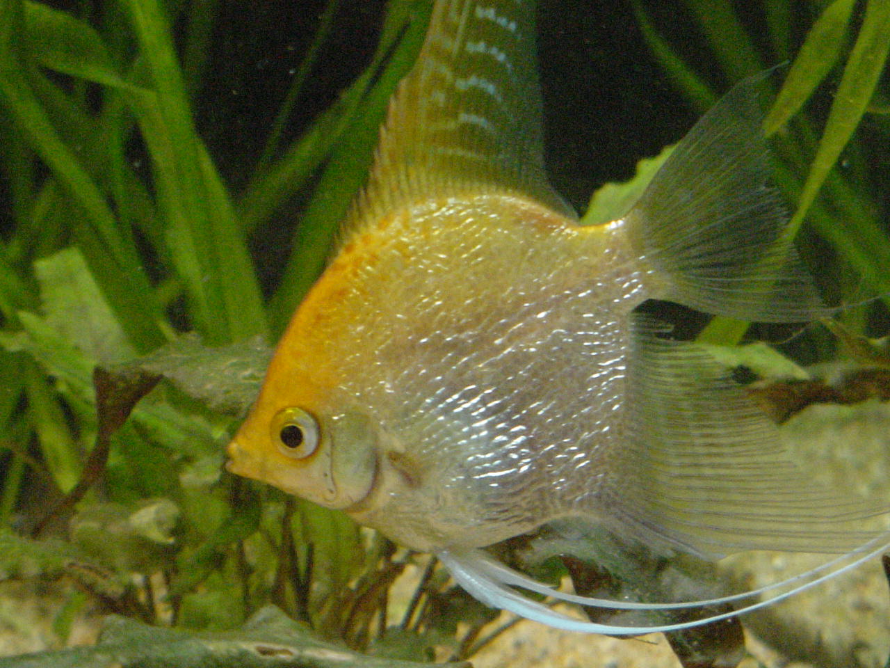 Gold — angelfish variety