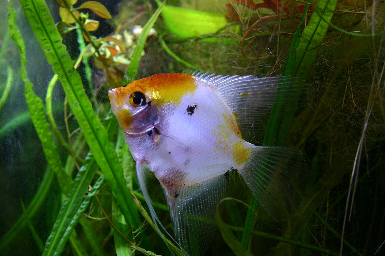 Koi — angelfish variety