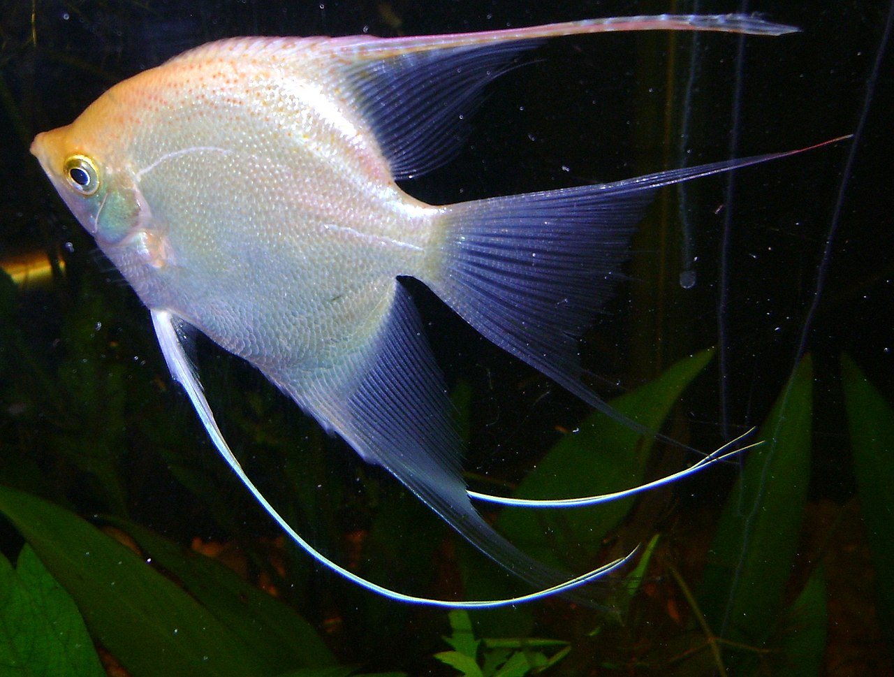 Platinum — angelfish variety