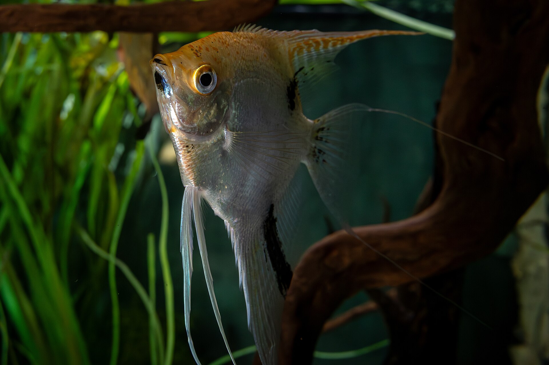 Silver — angelfish variety