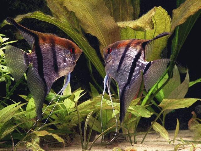 Veil — angelfish variety