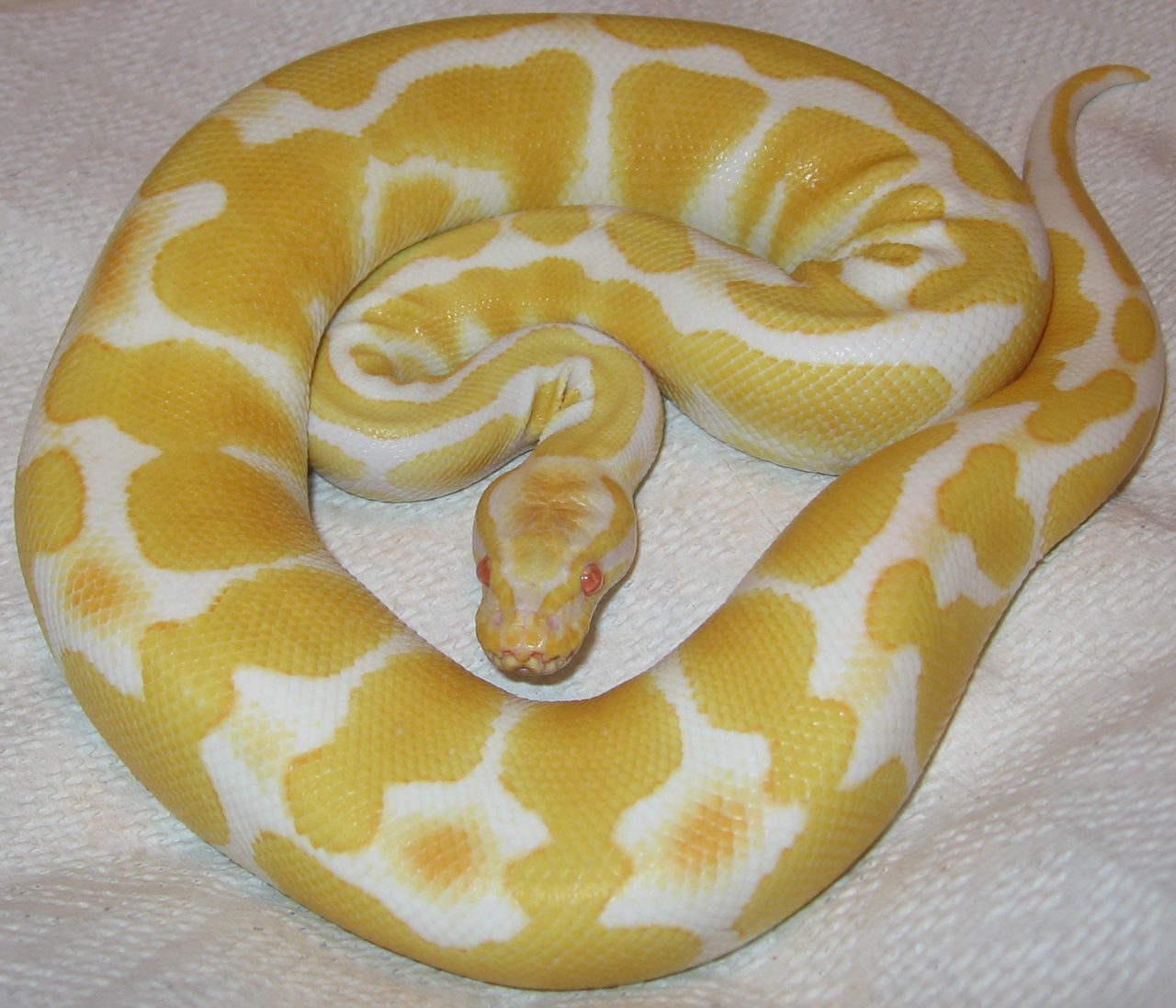 Albino — ball python morph