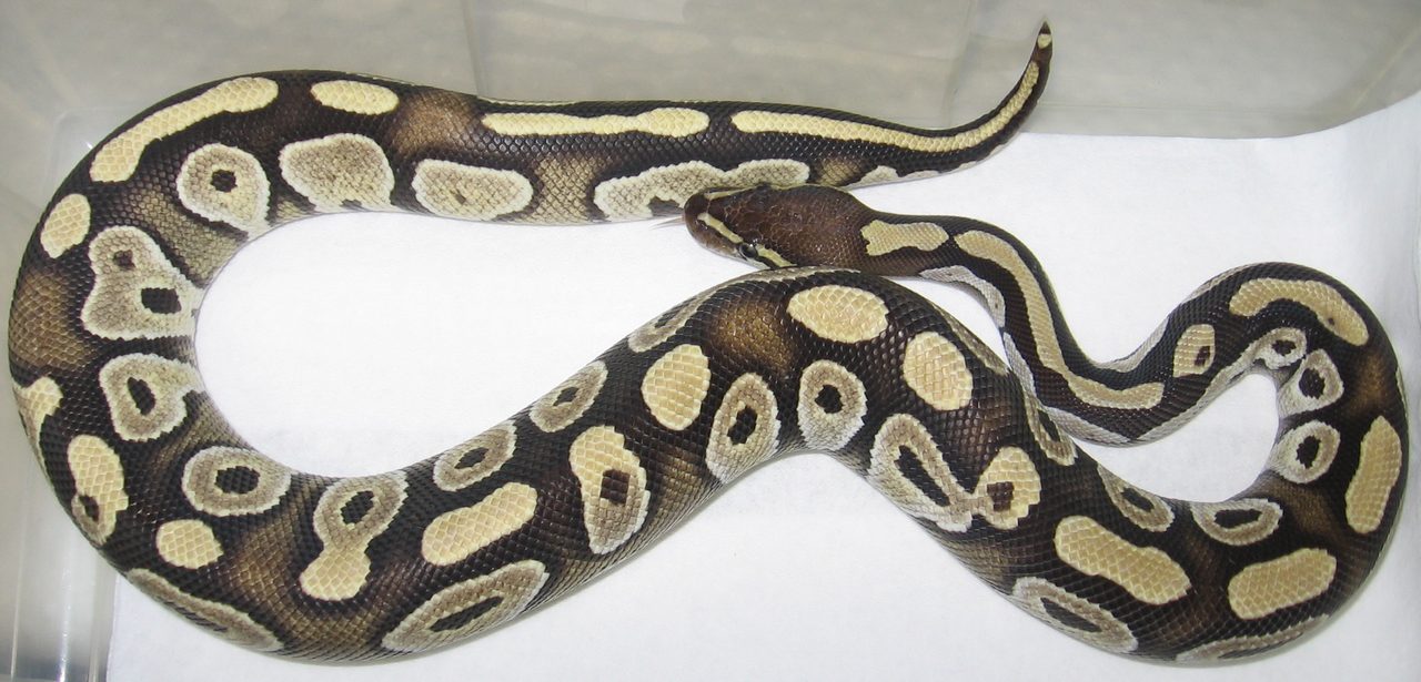 Mojave — ball python morph