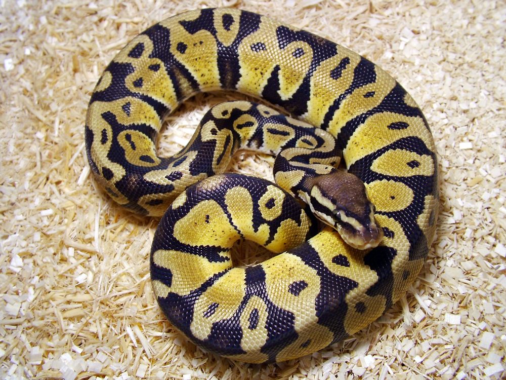 Pastel — ball python morph
