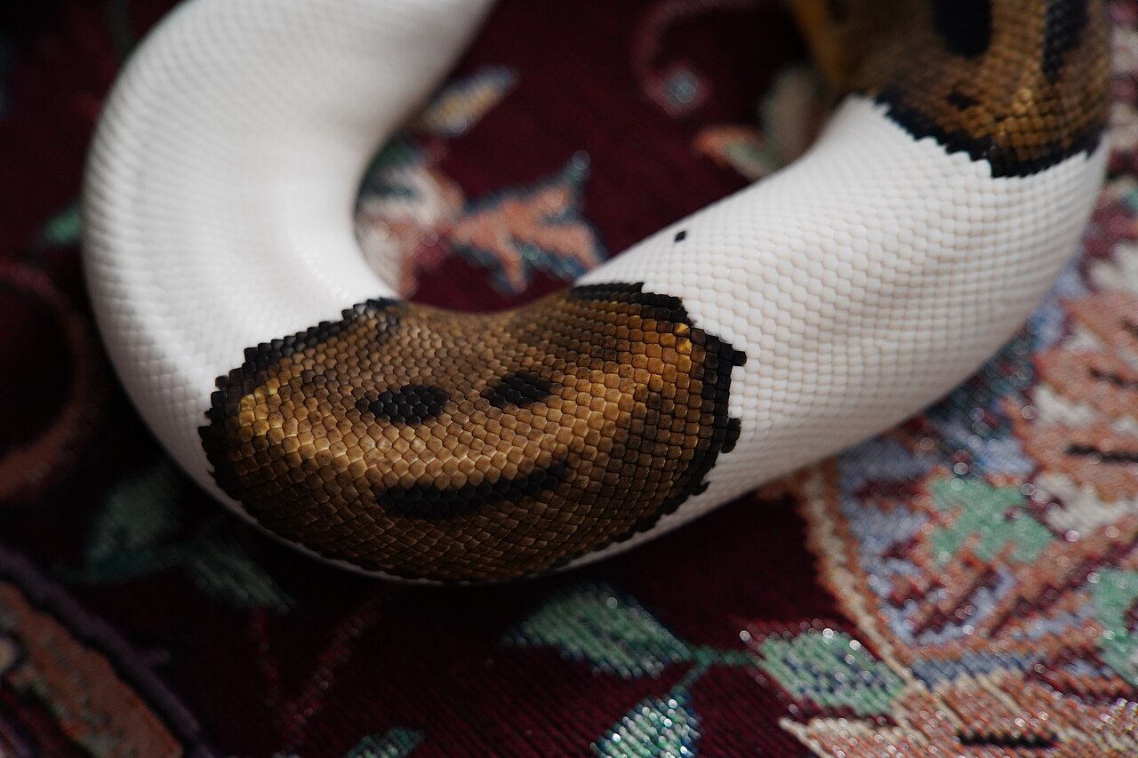 Piebald — ball python morph