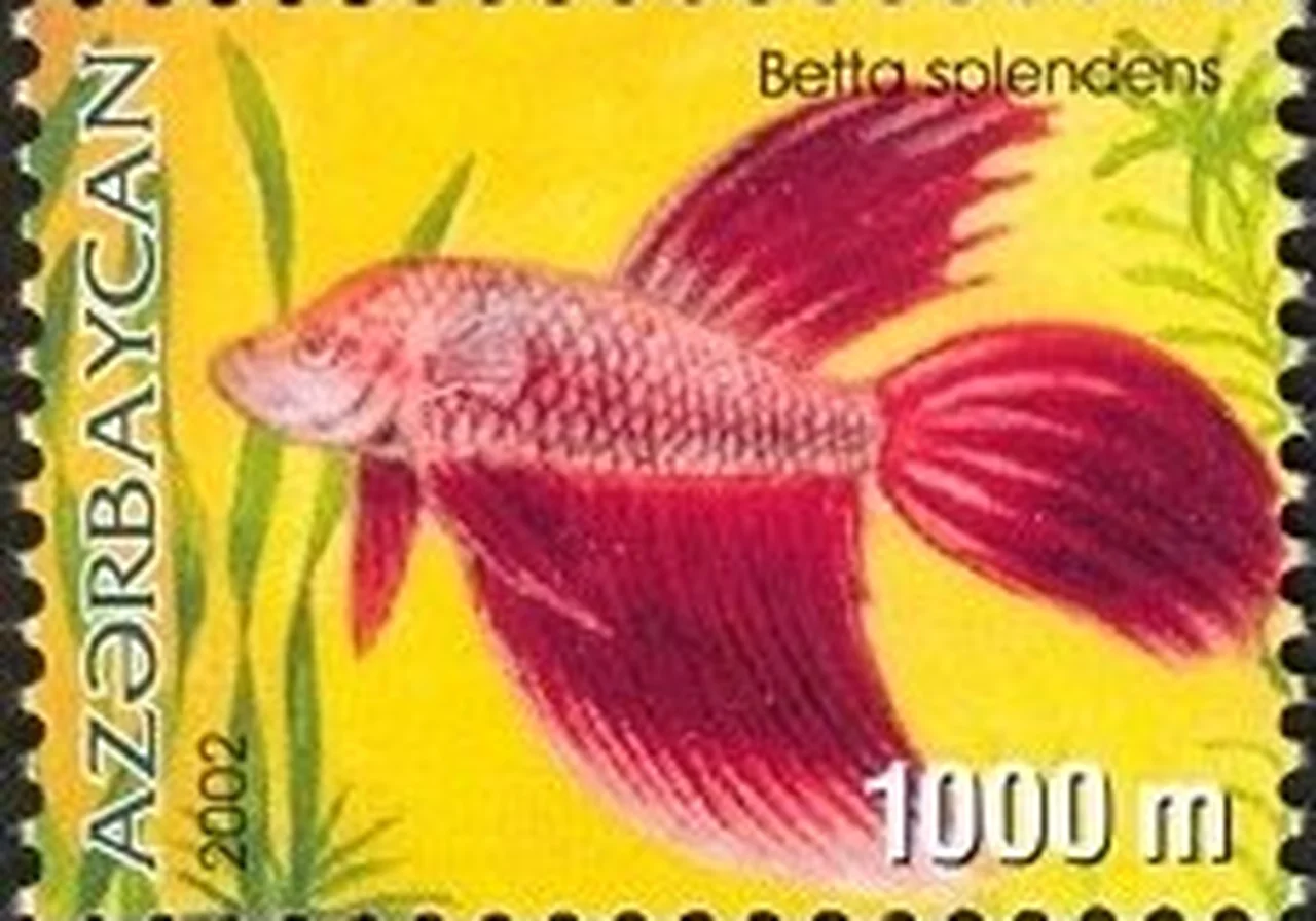Butterfly — betta breed