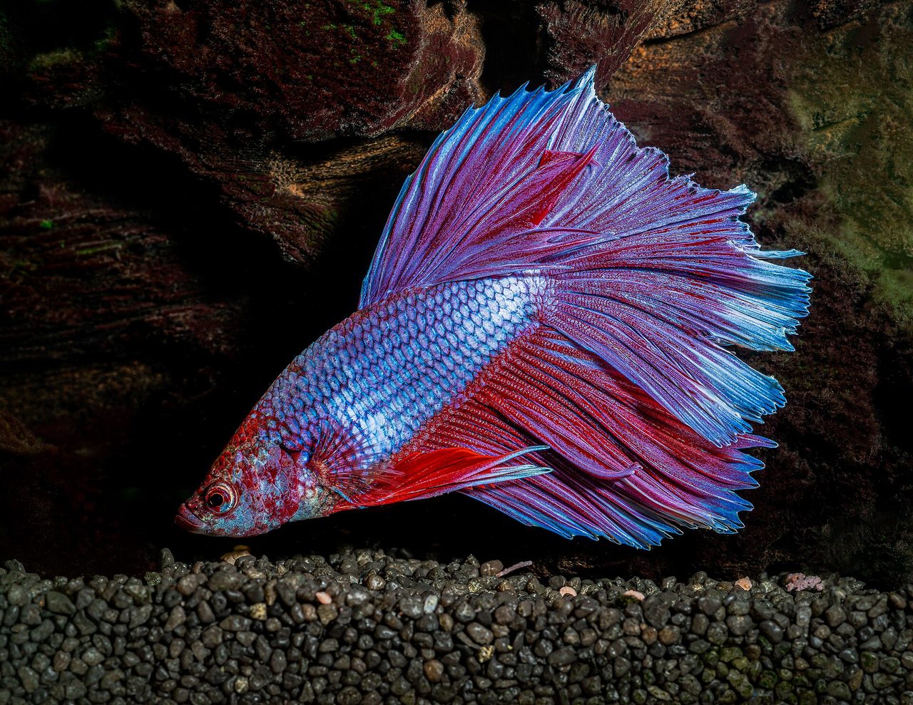 Delta Tail — betta breed