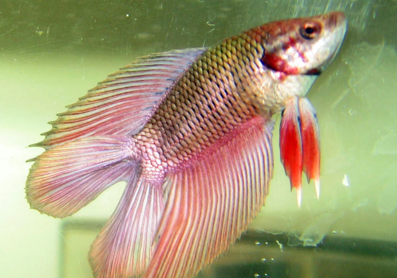 Double Tail — betta breed
