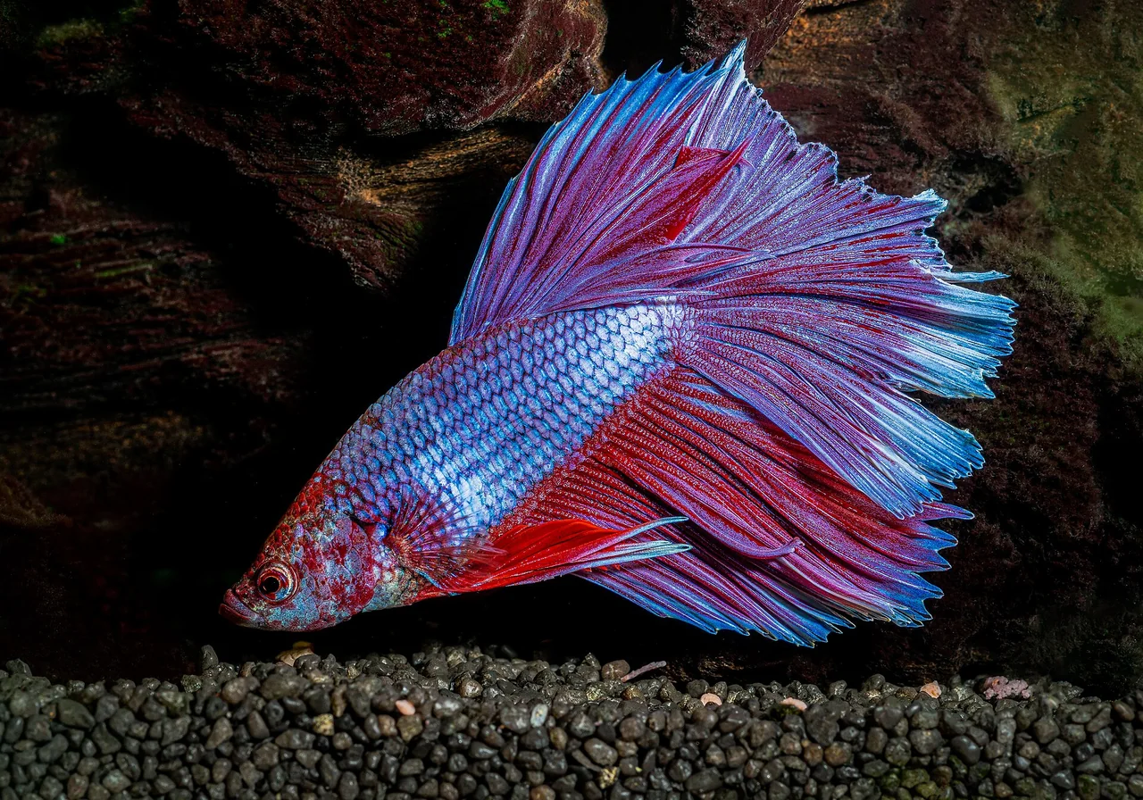 Halfmoon — betta breed