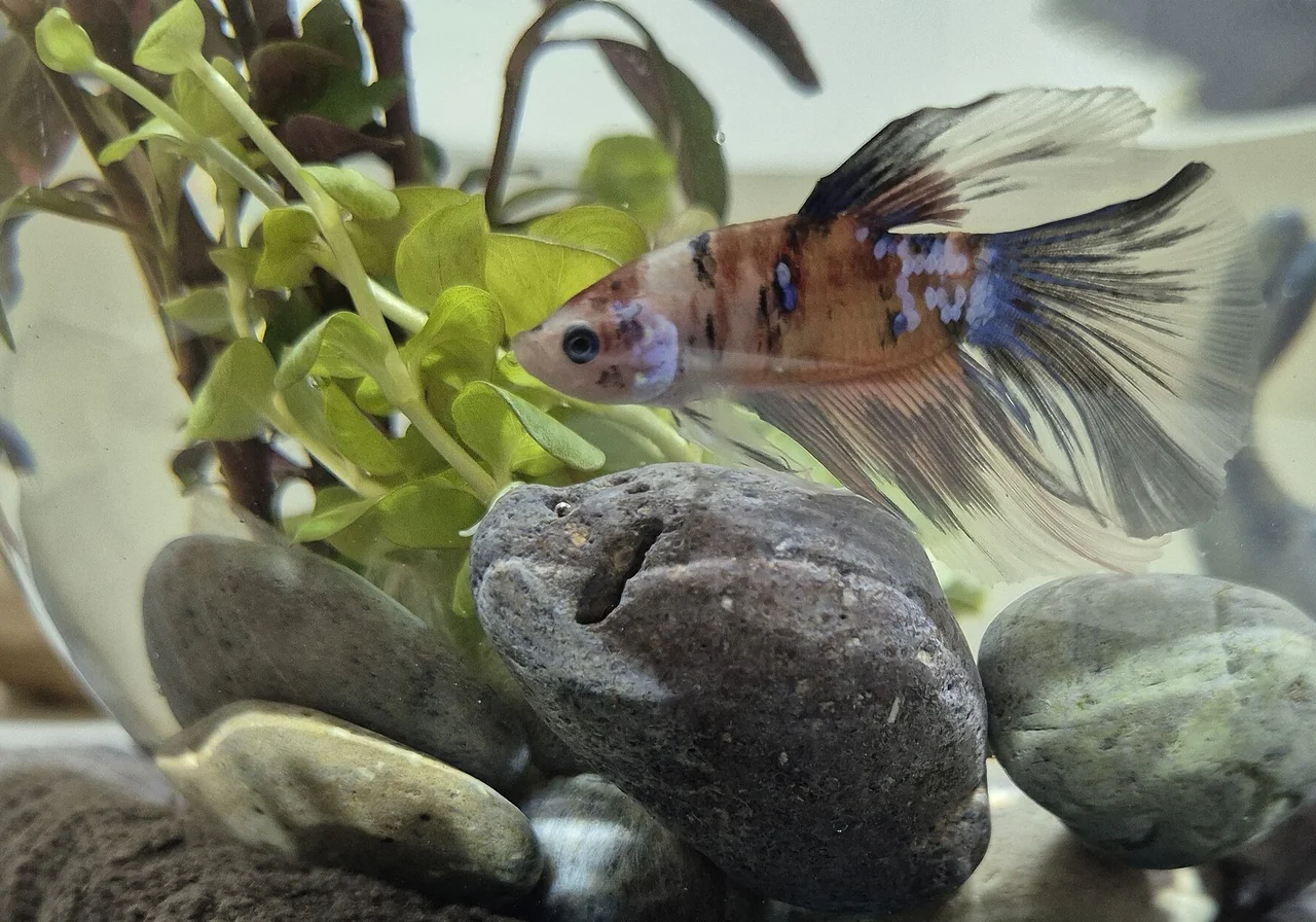 Koi — betta breed