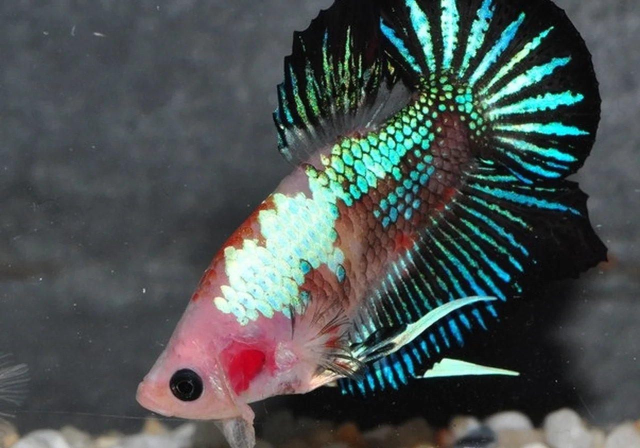 Marble — betta breed