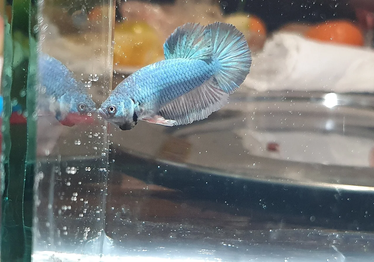 Plakat — betta breed