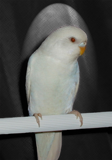 Albino — budgerigar variety