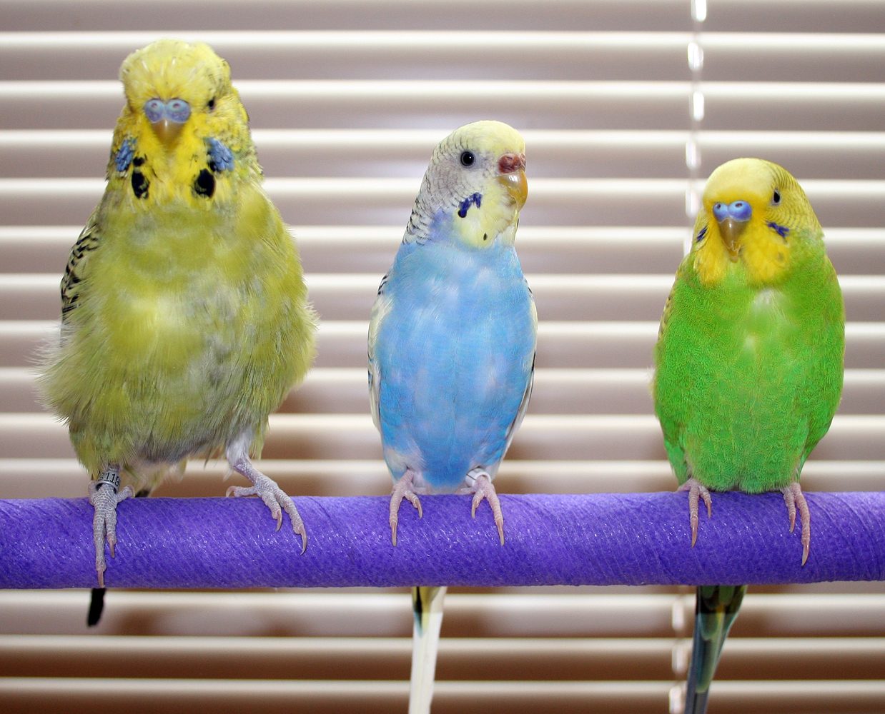 English (Exhibition) Budgerigar — budgerigar variety