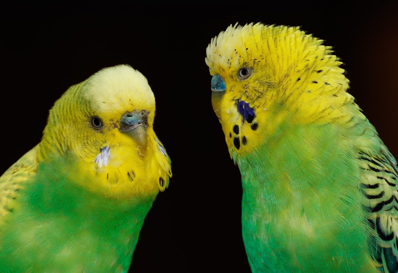 Light Green (Wild-type) — budgerigar variety