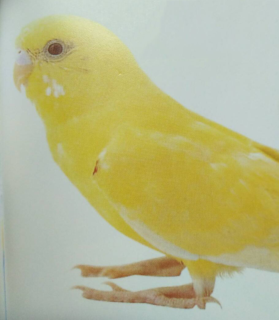 Lutino — budgerigar variety