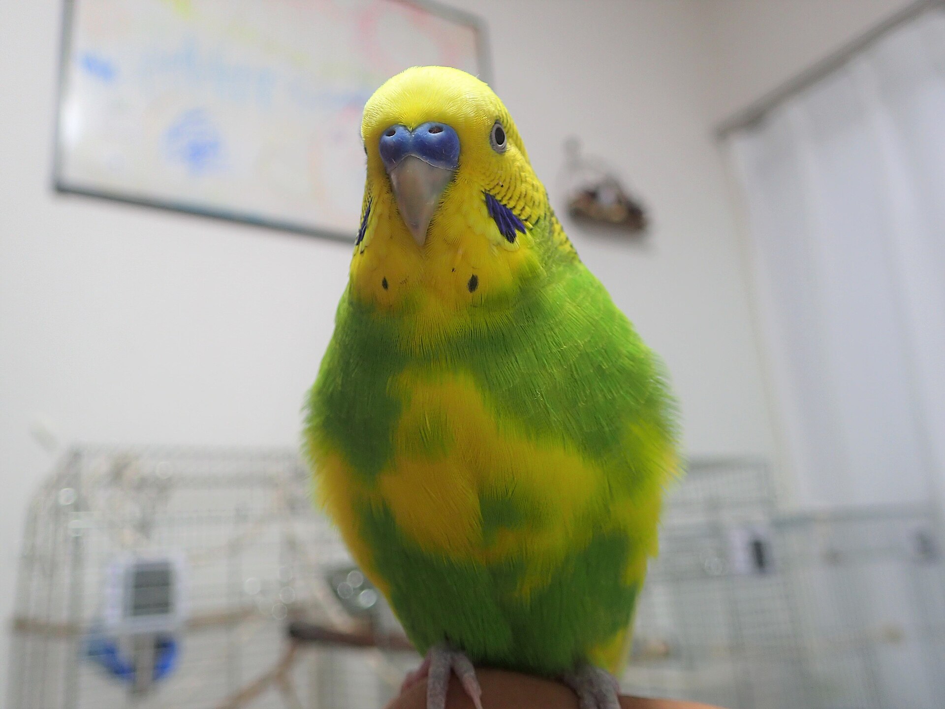 Pied — budgerigar variety