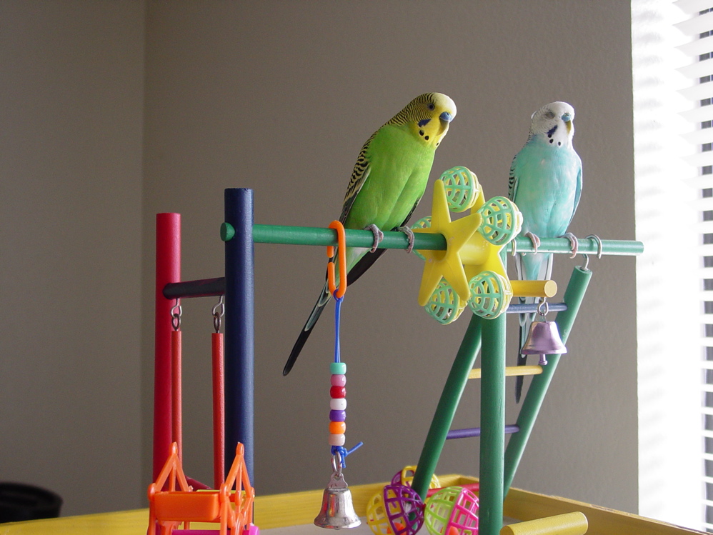 Sky Blue — budgerigar variety