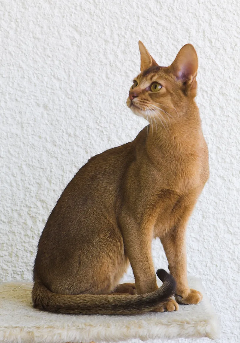 Abyssinian — cat breed