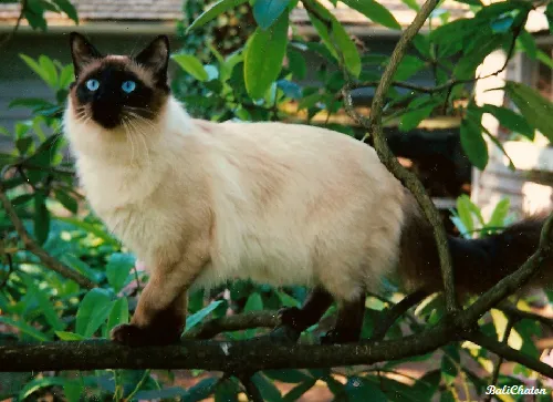 Balinese — cat breed