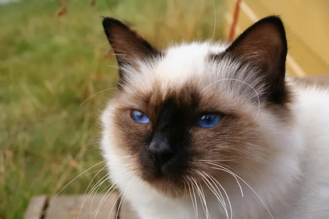 Birman — cat breed