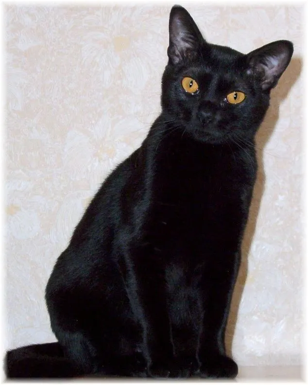 Bombay — cat breed