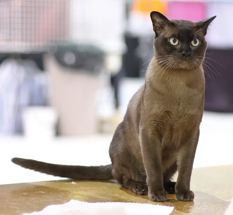 Burmese — cat breed