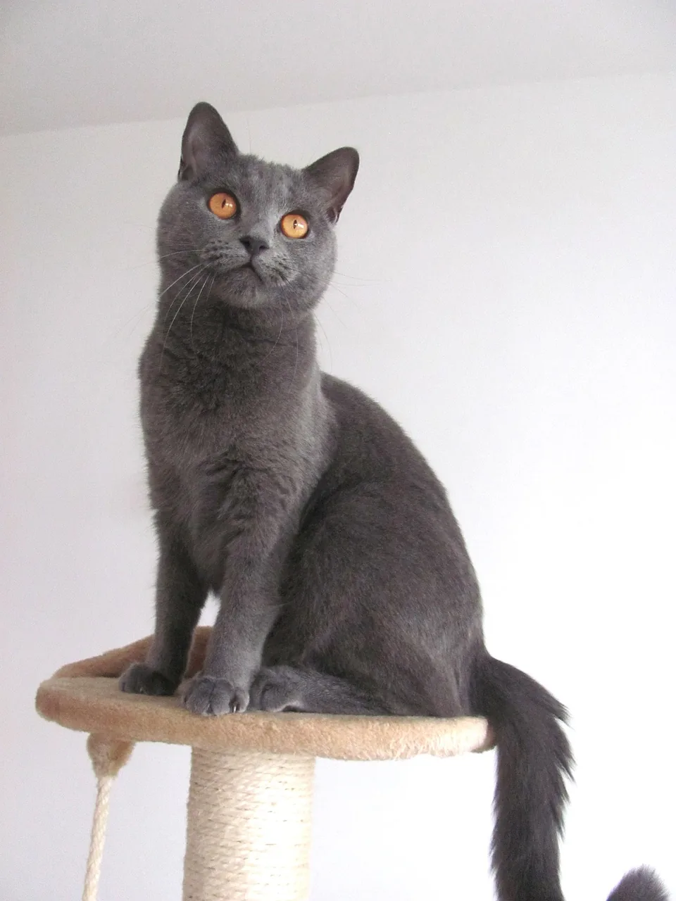 Chartreux — cat breed