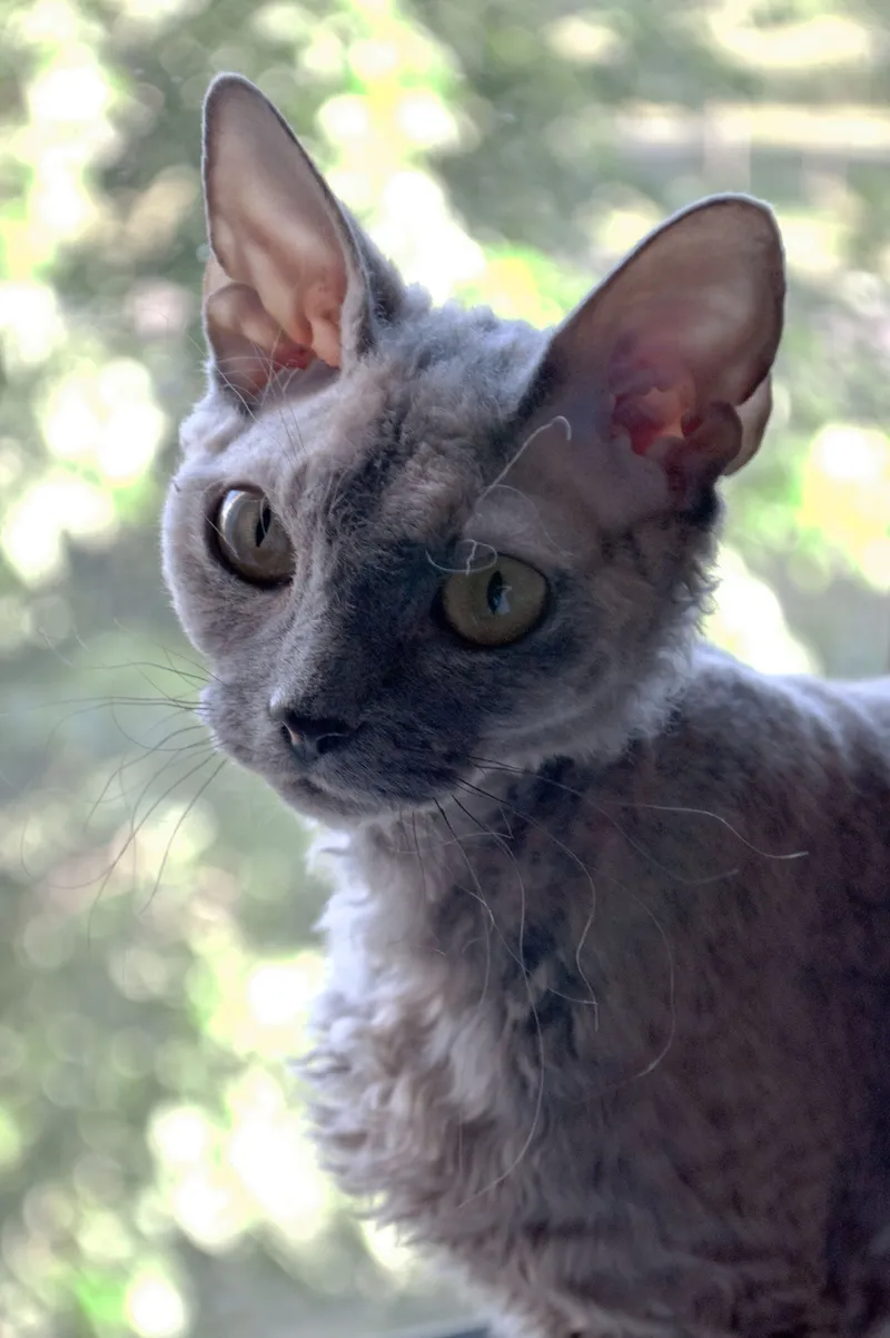 Devon Rex — cat breed