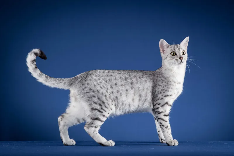 Egyptian Mau — cat breed