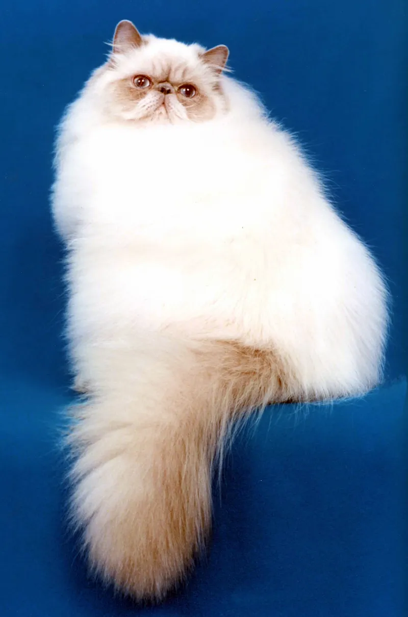 Himalayan — cat breed