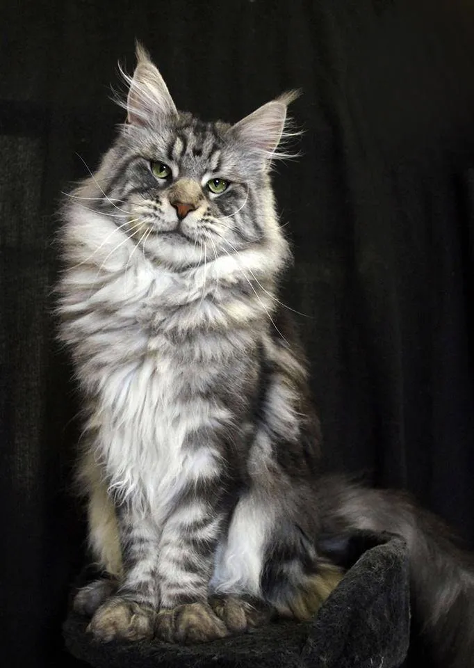 Maine Coon — cat breed