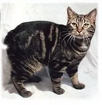 Manx — cat breed