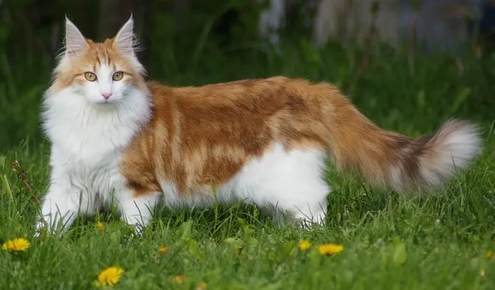 Norwegian Forest Cat — cat breed