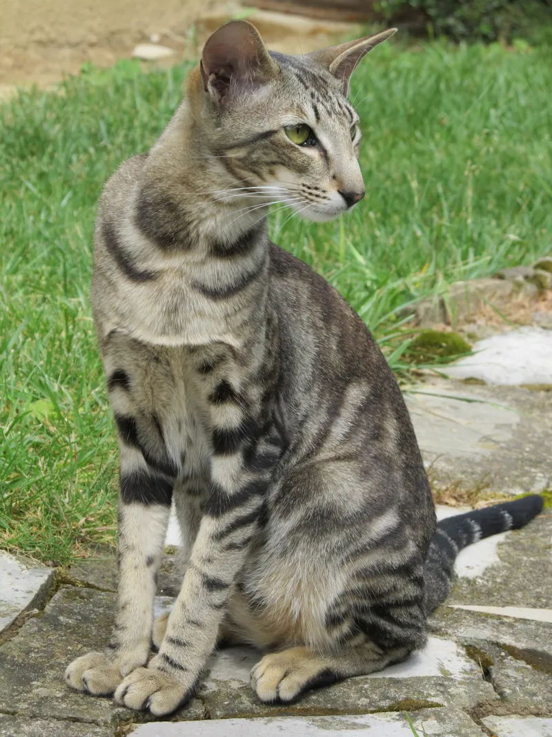 Oriental Shorthair — cat breed