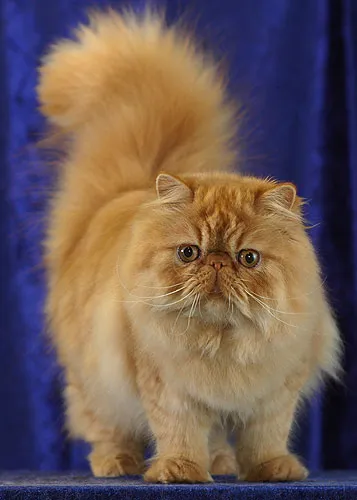 Persian — cat breed