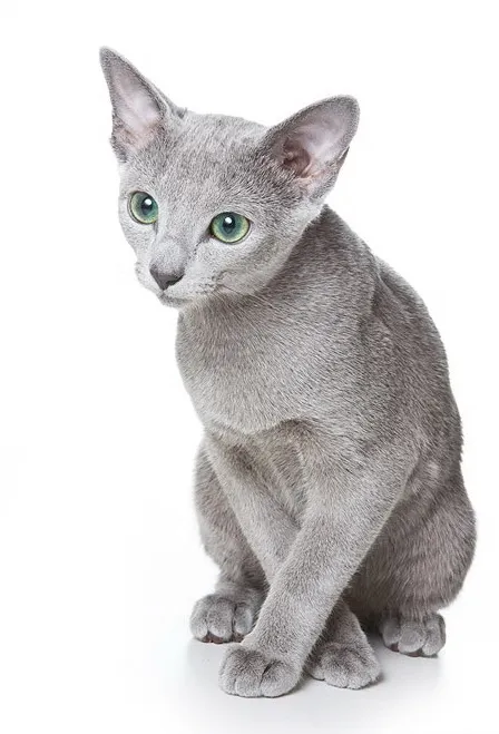 Russian Blue — cat breed