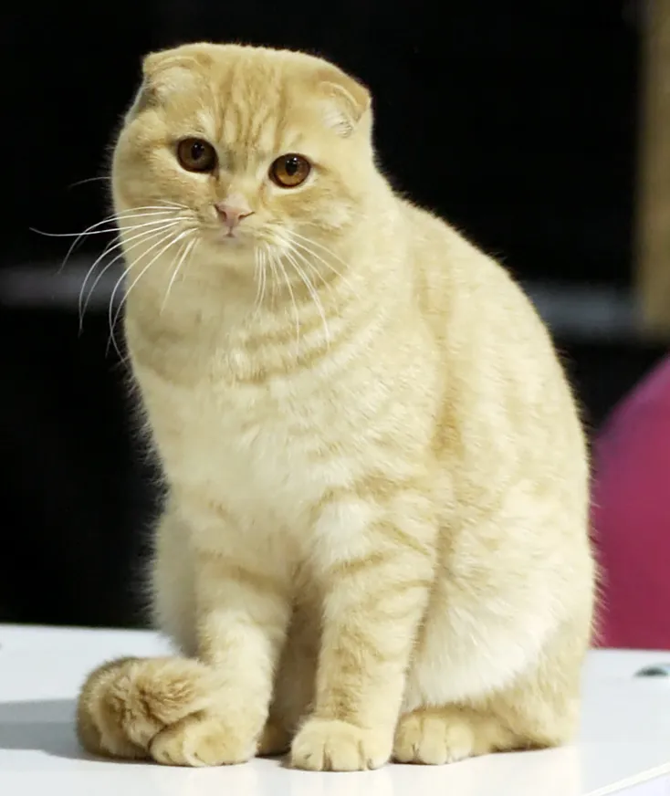 Scottish Fold — cat breed