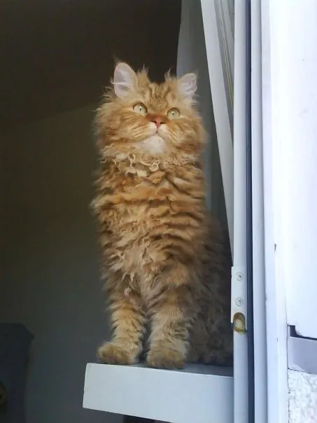 Selkirk Rex — cat breed