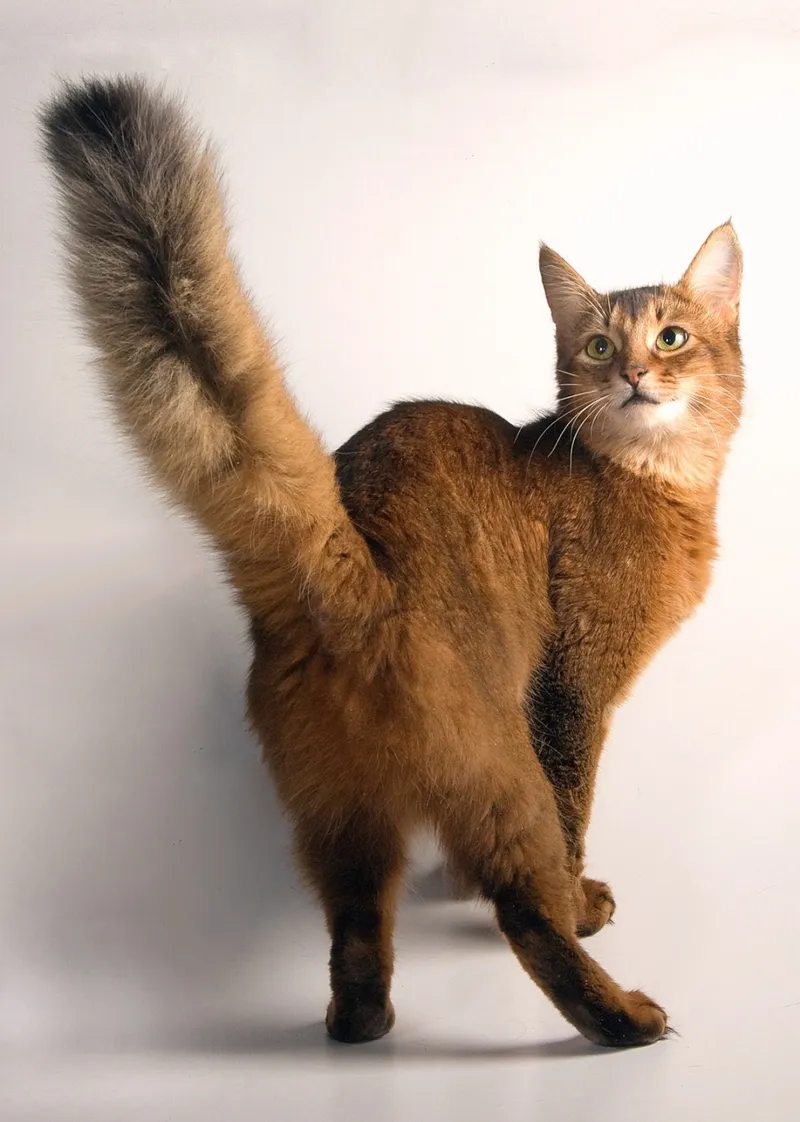 Somali — cat breed