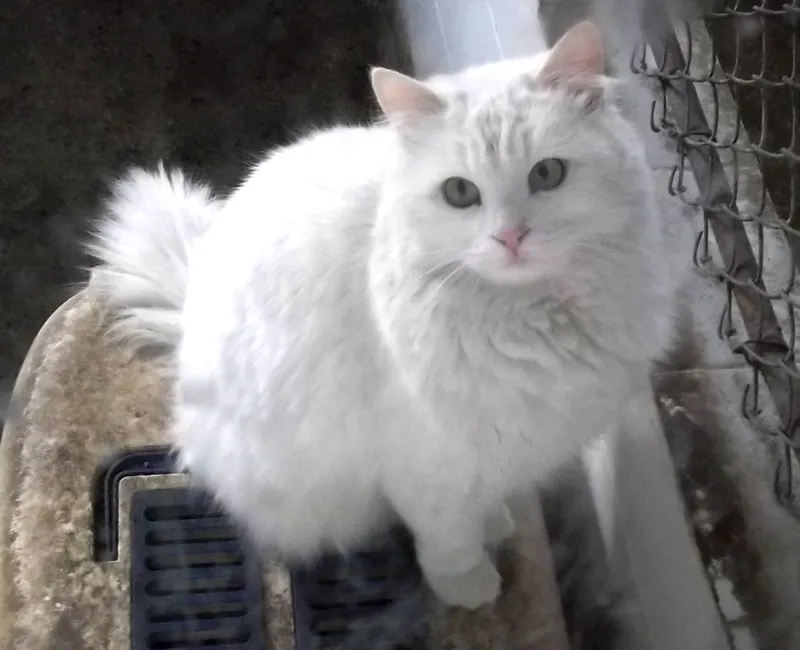 Turkish Angora — cat breed