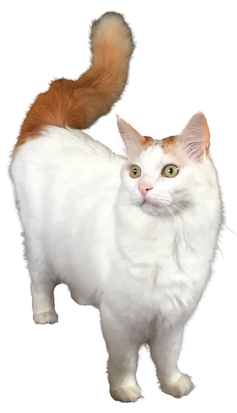 Turkish Van — cat breed