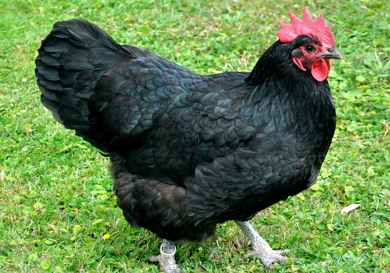 Australorp — chicken breed