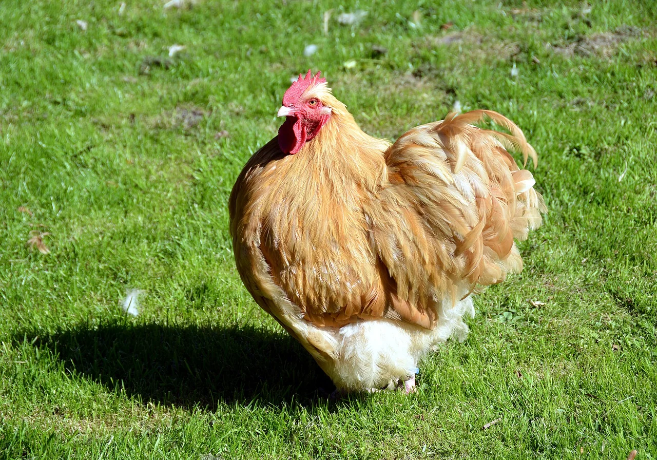 Cochin — chicken breed