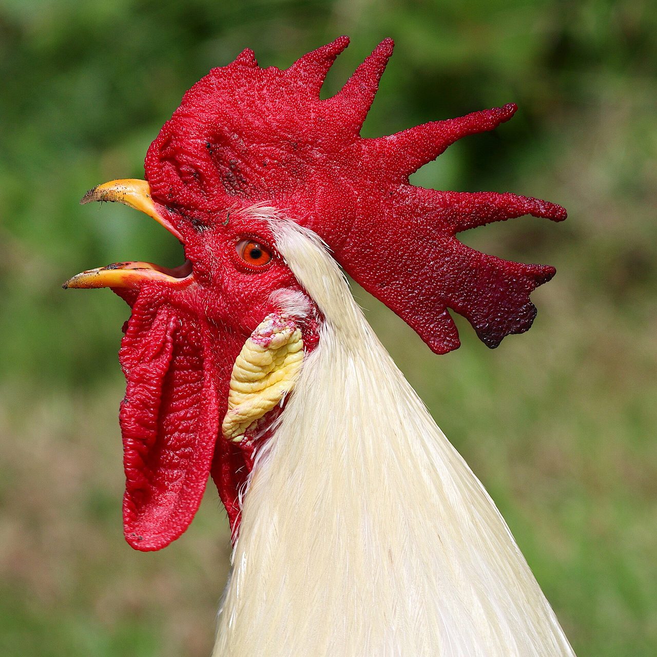 Leghorn — chicken breed