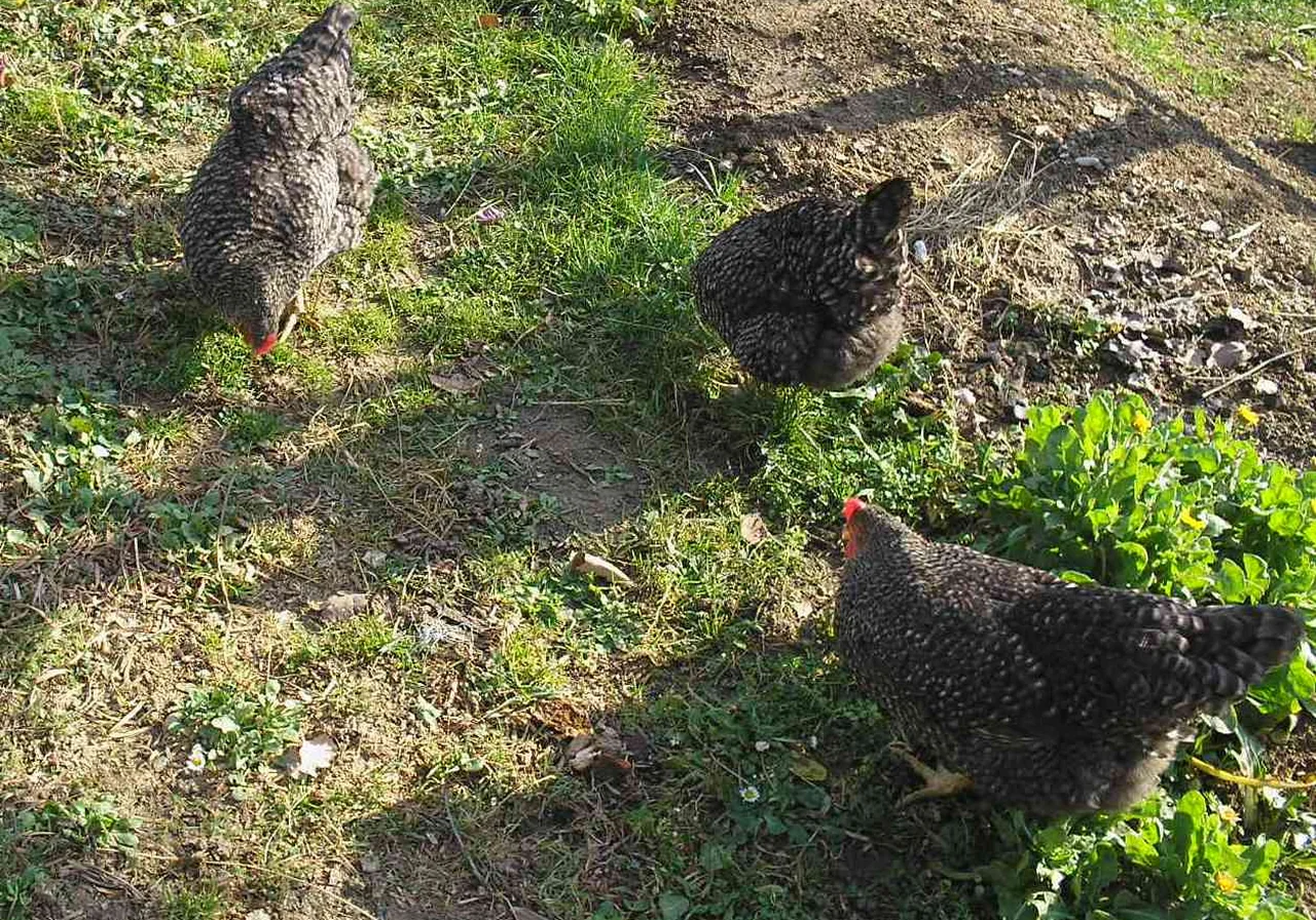 Marans — chicken breed
