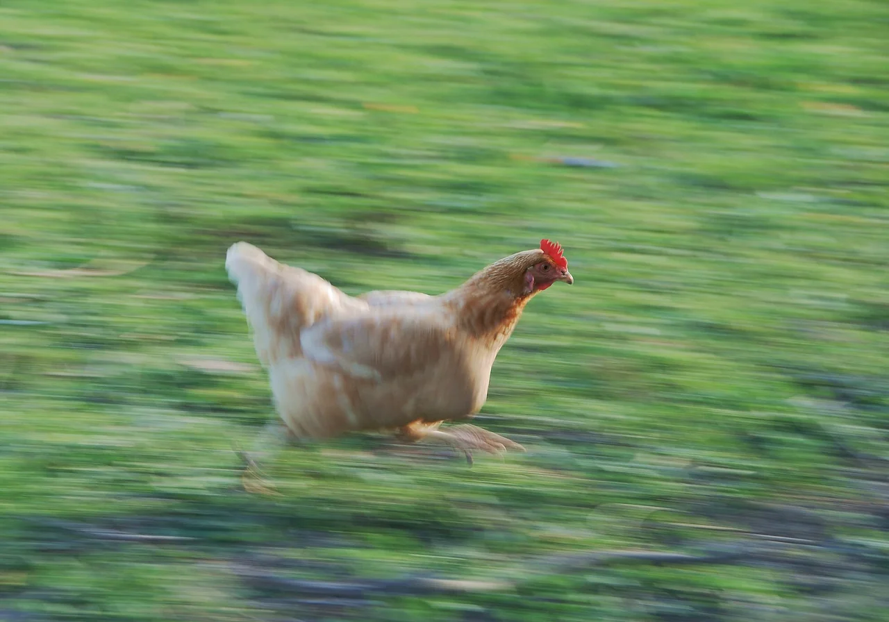 Orpington — chicken breed