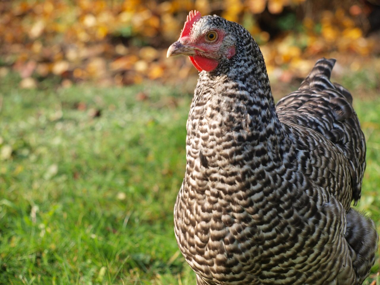 Plymouth Rock — chicken breed