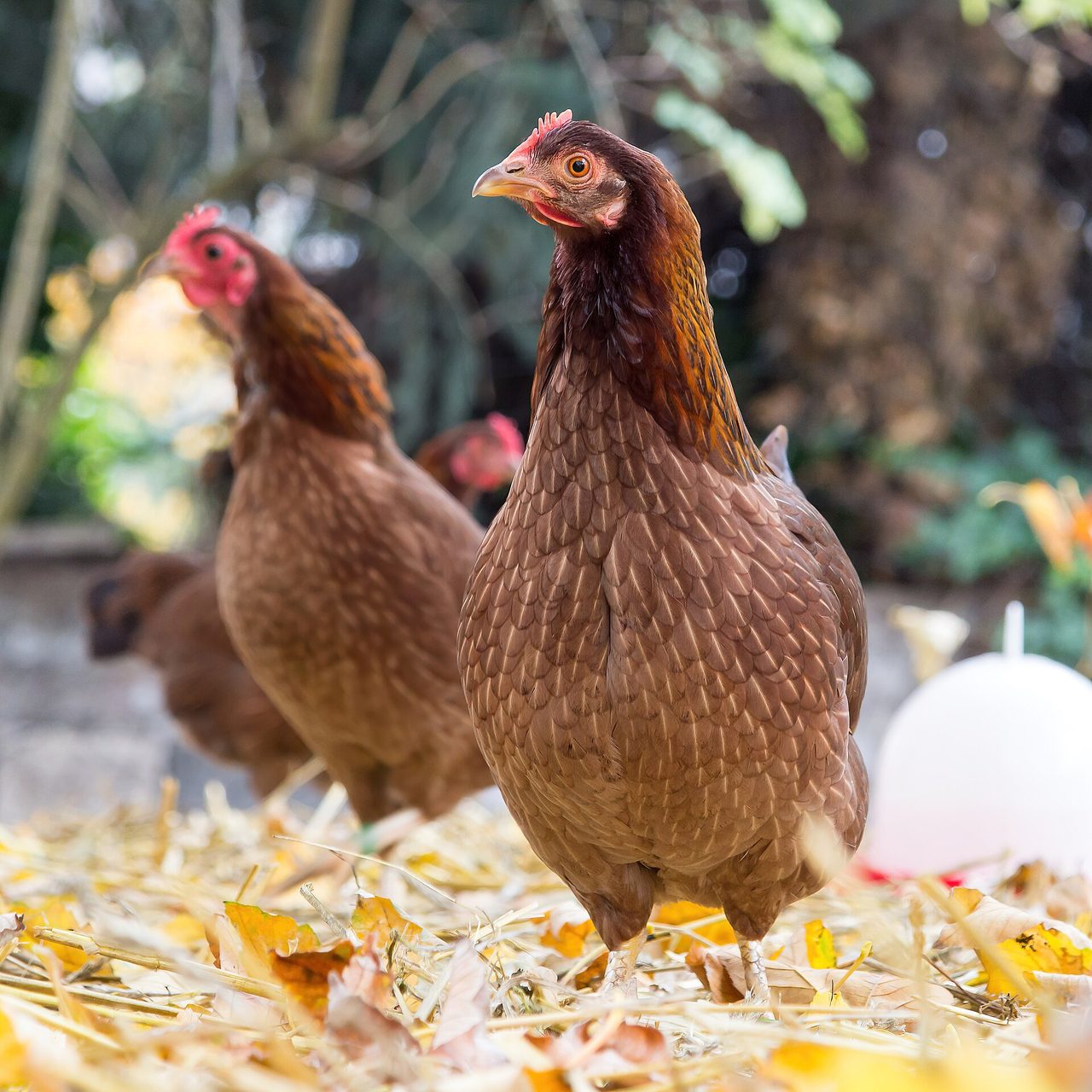 Welsummer — chicken breed